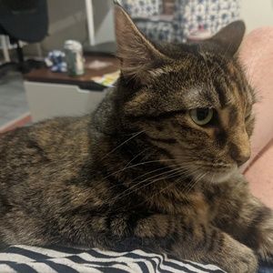 Meet your Posher, Shan